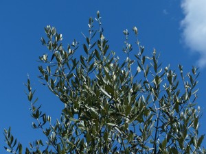 Olive tree